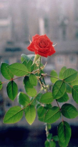 Выращивание домашней розы