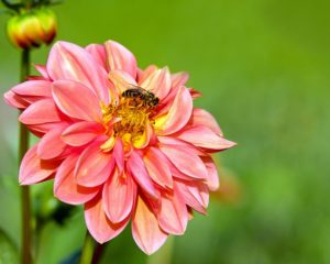 фото цветок георгин на котором сидит пчела
